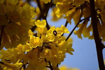 Venezuela es la tierra de la eterna primavera,y Caracas no es la exepcion,entre flores y frutas tenemos gran variedad!
