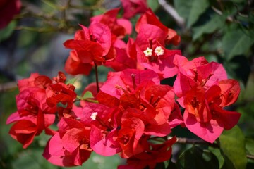 Obraz premium Venezuela es la tierra de la eterna primavera,y Caracas no es la exepcion,entre flores y frutas tenemos gran variedad! 