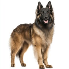 Fototapeta premium A confident Belgian Tervuren standing alert, its rich coat and intelligent eyes highlighted by balanced lighting, full-body portrait, white background.