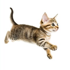 Obraz premium A Cute cat running, on a white background