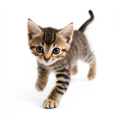 A Cute cat running, on a white background