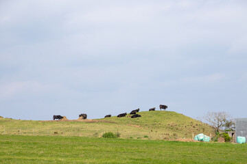 Obraz premium 沖縄・八重山諸島の牧草地でくつろぐ黒毛和牛