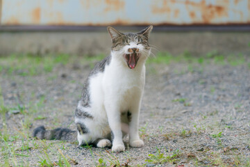 あくびをする猫