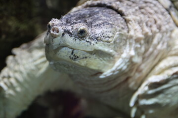 closeup of a turtle's head sticking out of its shell, Closeup of an alligator snapping turtle