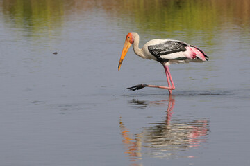 Painted stork lives in the swamp near the mangrove forest.