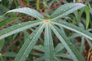 Green Cassava leaves with water