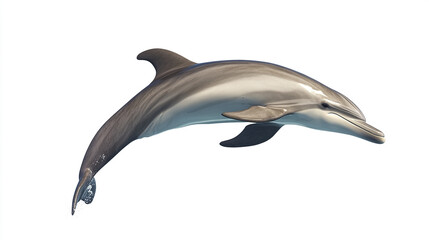 Fototapeta premium dolphin gracefully jumping on white background