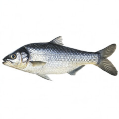 Fototapeta premium Silver fish on white background, detailed scales and fins visible