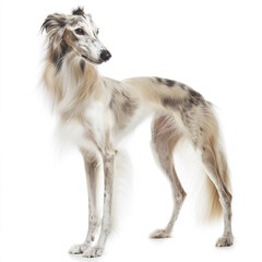 Fototapeta premium Elegant Silken Windhound standing gracefully on white background
