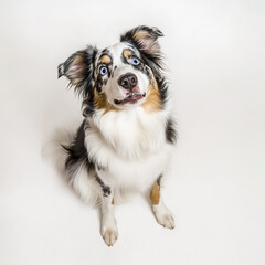 Playful Aussie dog with fluffy paws sitting on white background