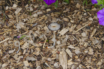A Mushroom growing in the Ground