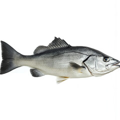 Sea bass on white background, detailed and realistic