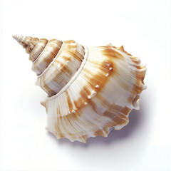 Obraz premium spiral seashell with brown and white patterns on white background