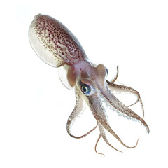 Fototapeta premium Squid on white background with detailed tentacles