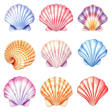 Collection of Watercolor Scallops Shells