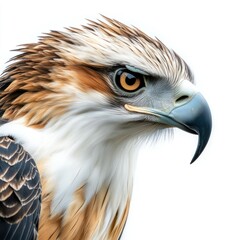 Close-up of a Philippine eagle, captured with clarity and precision, set against a white background for easy integration into designs