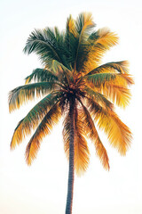 Coconut tree on the empty space background.