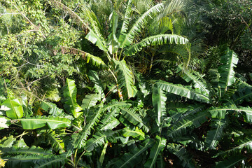 banana trees on a far from above © primestockphotograpy