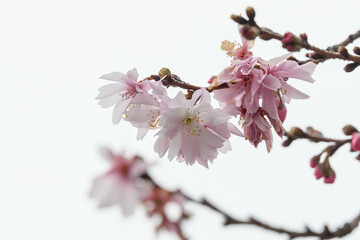 早春の公園に十月桜が優しく花開く