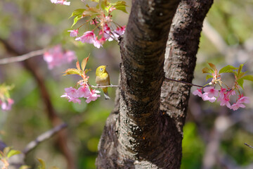 桜の花と野鳥のメジロ
