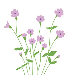 The elegance of purple lilies in the meadow