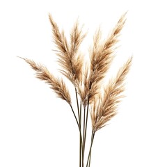 Fototapeta premium Pampas grass isolated on white background.