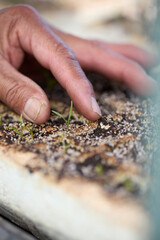 Hands tending young plants in a hydroponic farm