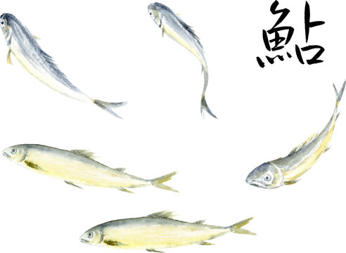鮎の墨彩画　水墨画　水彩画　筆文字　ベクター