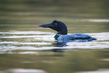 A common loon looks around while swimming on a lake.