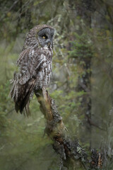 A great gray owl perched deep in a boreal forest surrounded by greenery.
