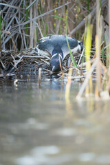 A common loon on its nest.