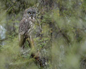 A great gray owl looks around from its perch in a boreal forest.