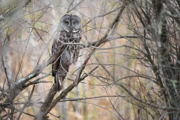 A great gray owl resting on its perch tucked in among branches.