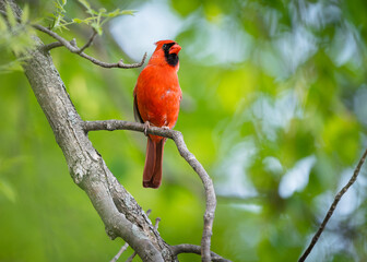 A cardinal calls while perched on a branch with summer greenery in the background.