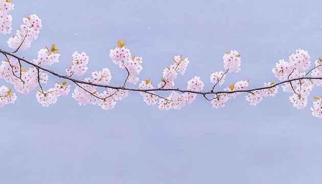 Cherry Blossom Branch for Spring Sky.