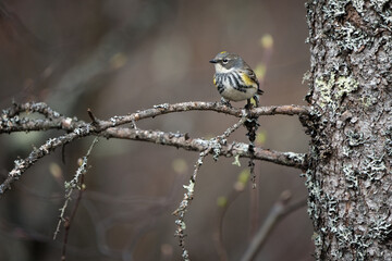 A perched yellow-rumped warbler.