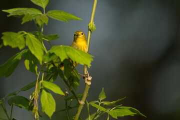 A yellow warbler with the sun on it. 