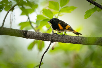 An American Redstart walks along a tree branch in the woods.