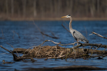 A great blue heron hunts along the shore of a lake on a sunny day.