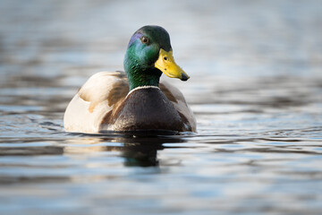 A duck floats along in a pond.