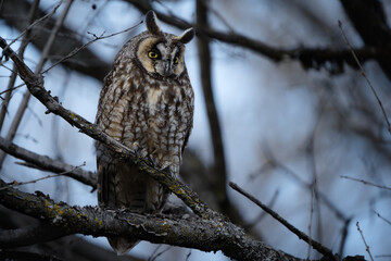 A long-eared owl opens its eyes as it prepares for the evening hunt.