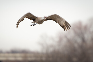 A sandhill crane flying on a cloudy spring day.