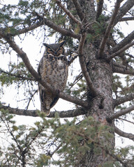 A great horned owl perched high in a pine tree.
