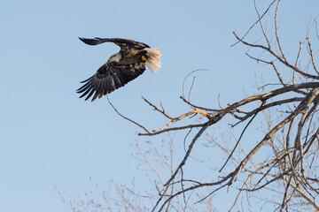 A bald eagle leaps from its perch to attempt to catch a fish in the river below.