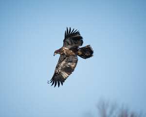 A juvenile bald eagle flying against a blue sky background.