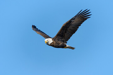 Naklejka premium A bald eagle looks ahead as it flies with blue sky int he background.