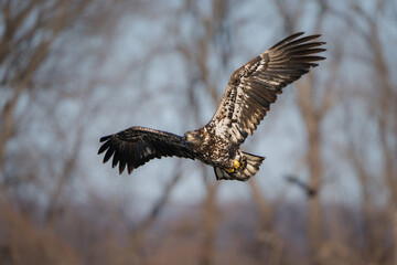 Bald eagle, Red Wing, MN