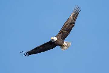 Obraz premium A bald eagle stretches its wings as it begins to soar.