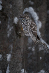A great gray owl looks down from its perch in a snow-covered forest.