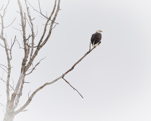 A bald eagle looks out from its perch on a cloudy winter day.